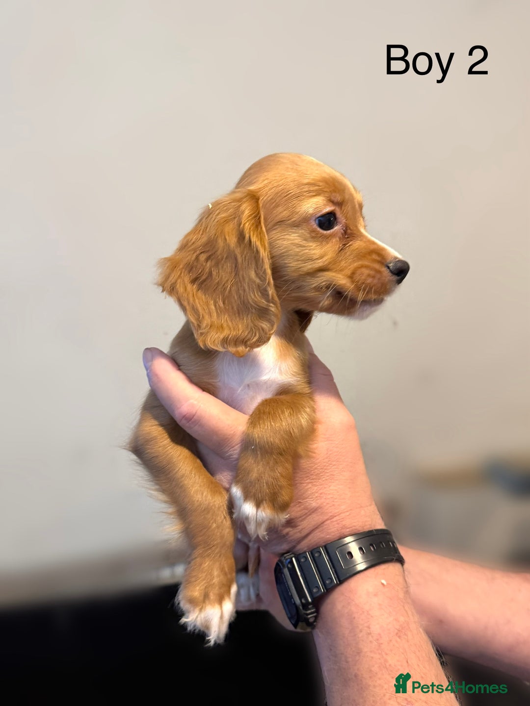 Cocker Spaniel dogs for sale: Beautiful cocker spaniel puppies ready now - Image 6