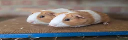 Guinea Pig rodents for sale: Guniea pigs for sale  - Advert 4