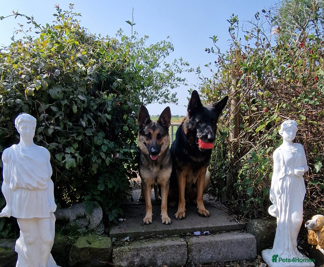 German Shepherd dogs for sale: German Shepherd puppies available  - Image 4