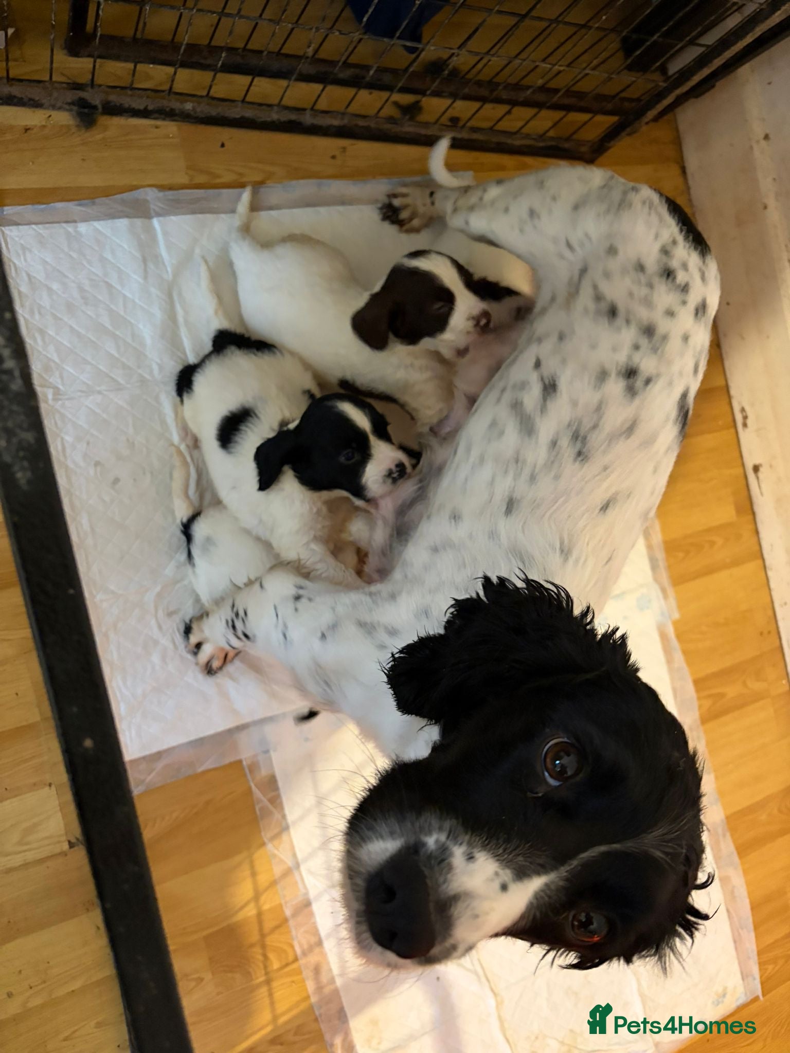 English Springer Spaniel dogs English Springer Spaniel Puppies  - Advert 1