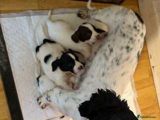 English Springer Spaniel dogs English Springer Spaniel Puppies - Advert 1