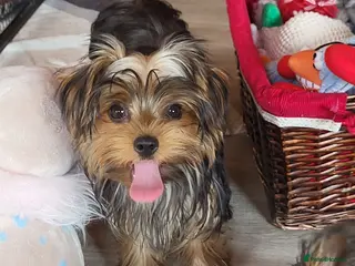 Yorkshire Terrier dogs Stunning Yorkshire Terrier puppies. - Advert 4