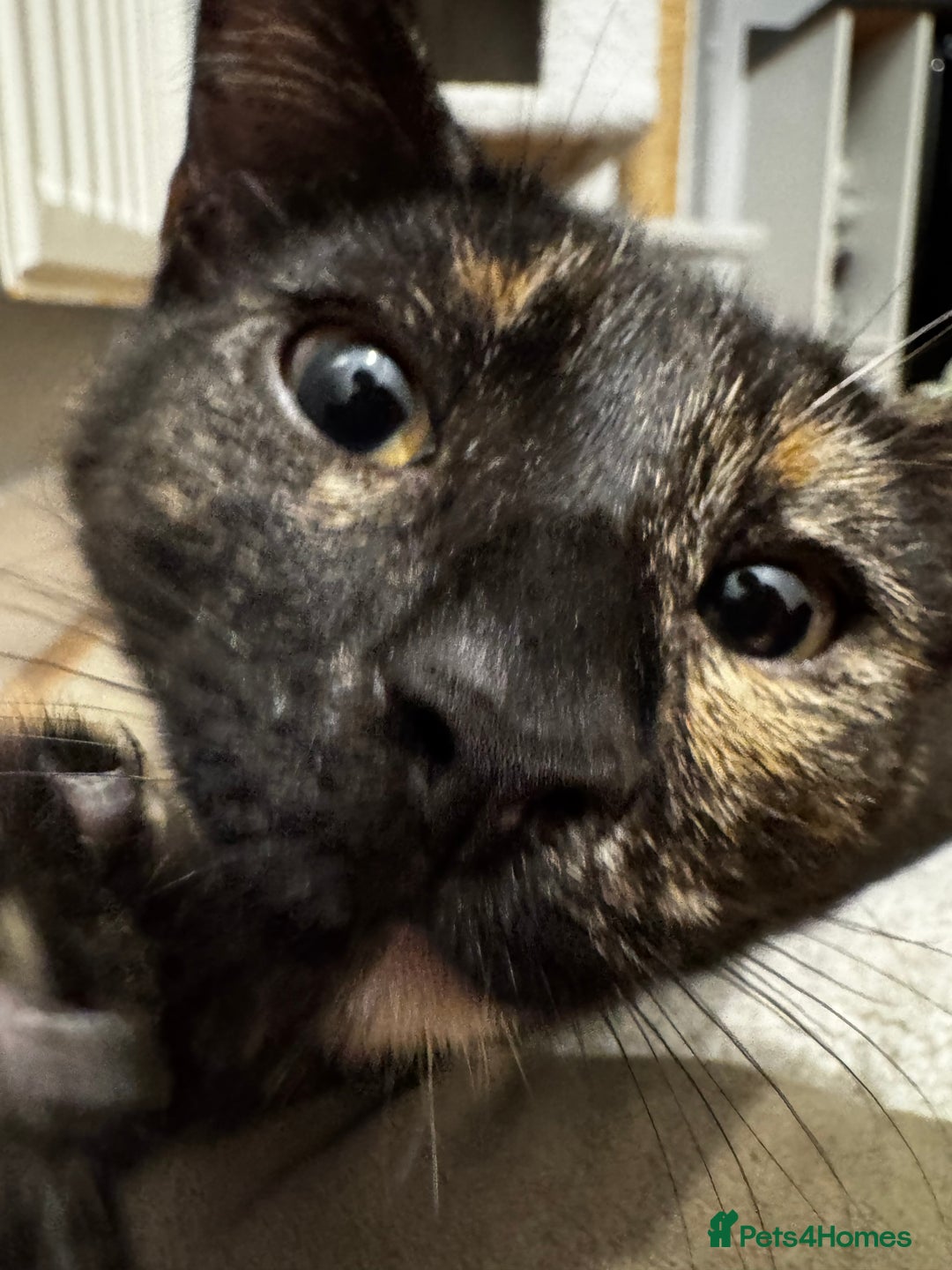 British Shorthair cats for sale: Bonded tortie kittens looking for forever home - Advert 9