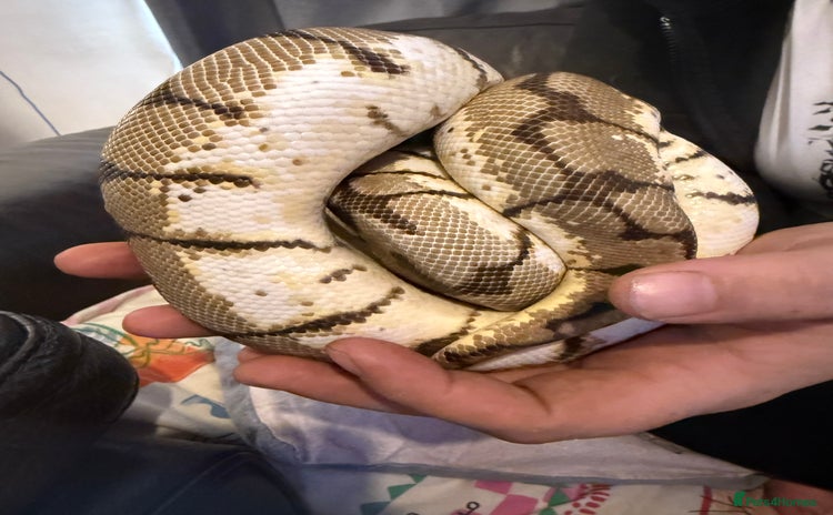 Python Snake reptiles - Advert 1