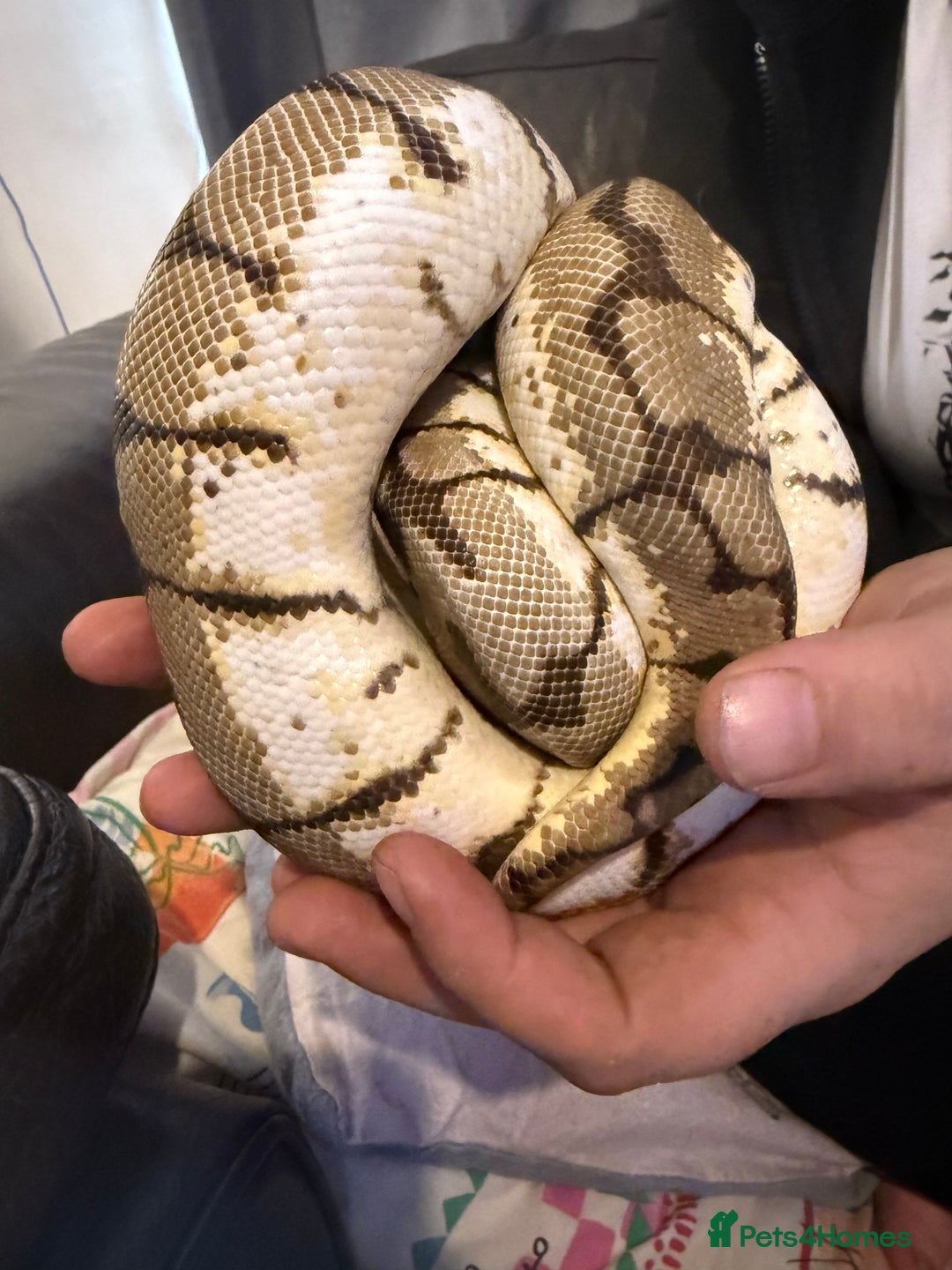 Python Snake reptiles for sale: CB23 bumblebee ball python (spider) - Image 1