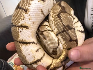 Python Snake reptiles CB23 bumblebee ball python (spider) - Advert 1