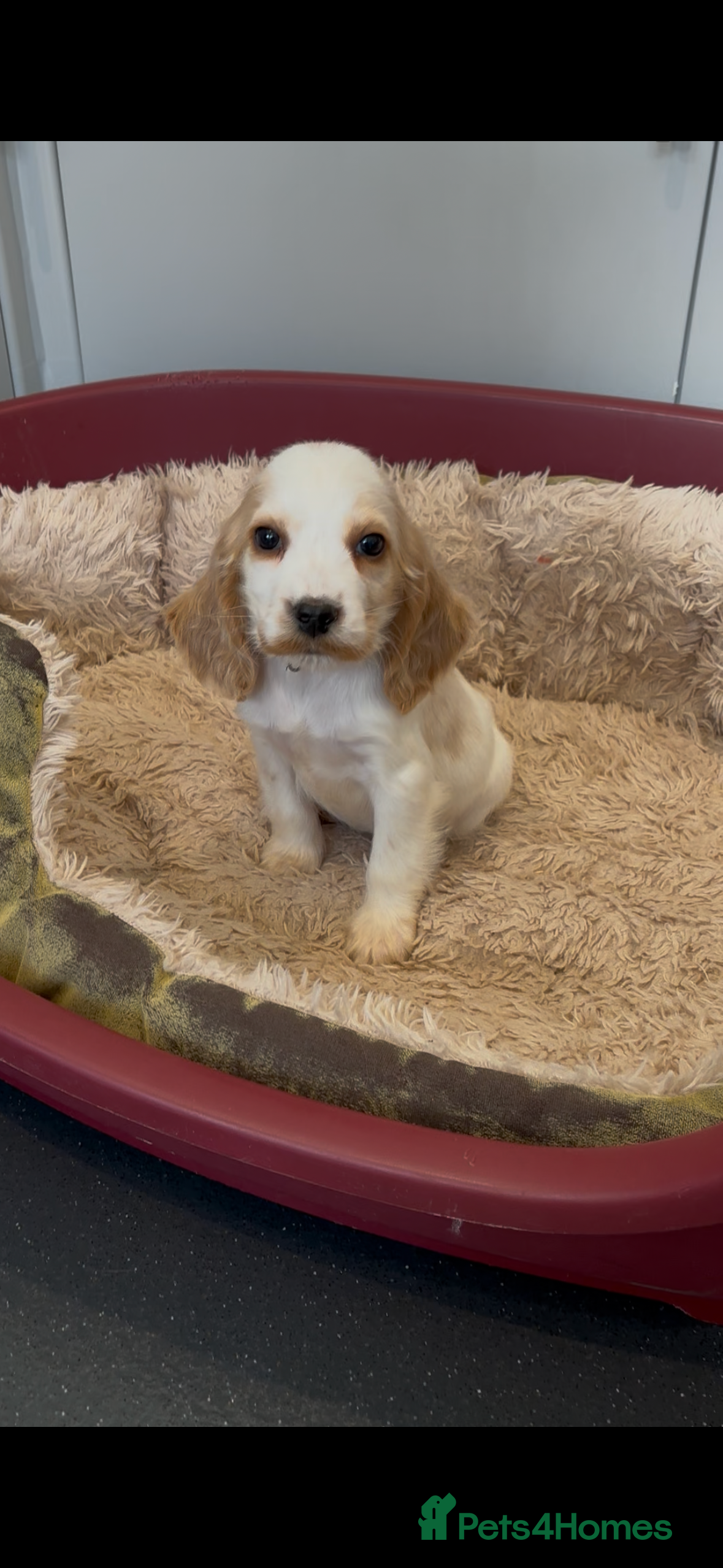 Cocker Spaniel dogs Beautiful show type cocker spaniel puppy READY NOW - Advert 16