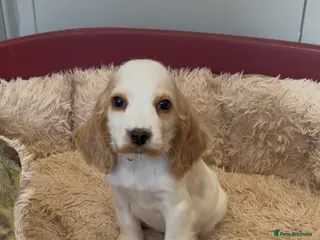 Cocker Spaniel dogs Beautiful show type cocker spaniel puppy READY NOW - Advert 16
