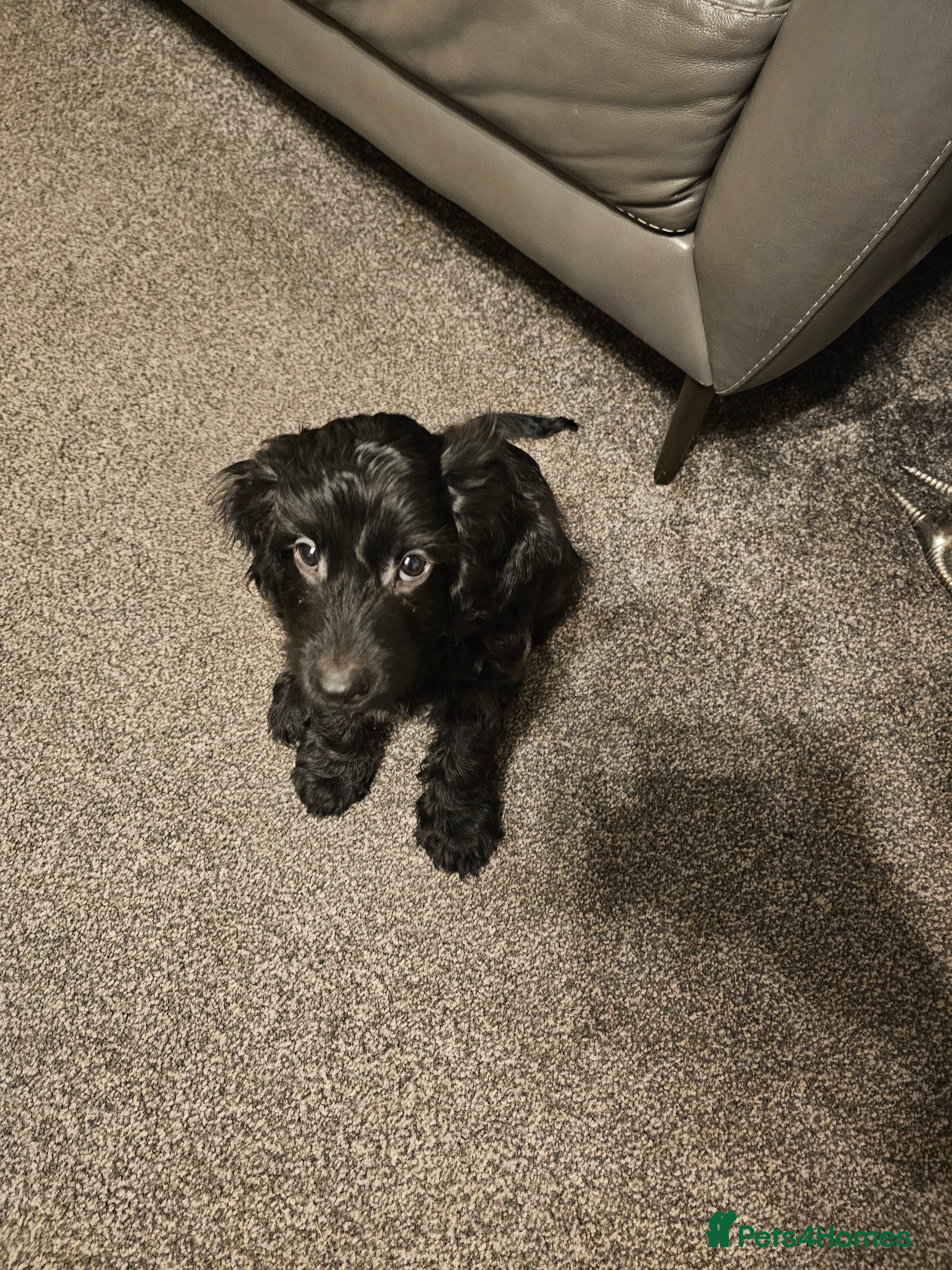 Cockapoo dogs Cockapoo puppy ready now  - Advert 4