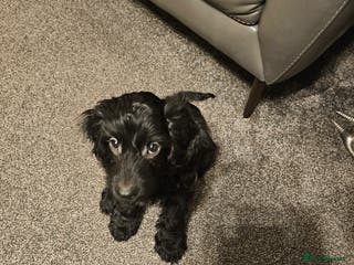 Cockapoo dogs Cockapoo puppy ready now - Advert 4