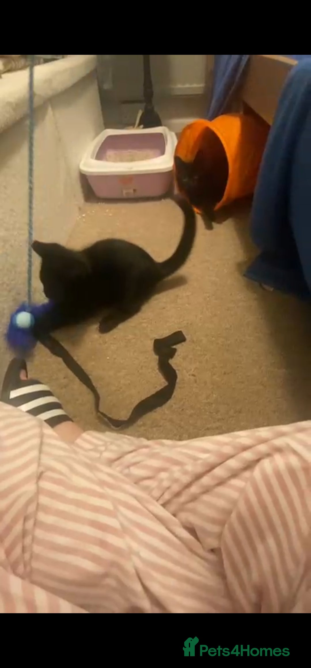 Egyptian Mau cats for sale: Boy kitten left black and grey girl. - Image 3