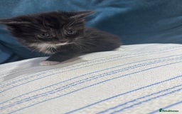 Maine Coon cats for sale: 5 beautiful kittens  - Image 3