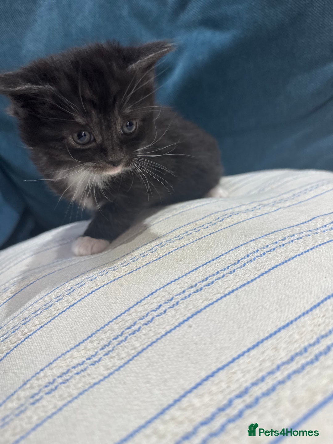 Maine Coon cats for sale: 5 beautiful kittens  - Image 3