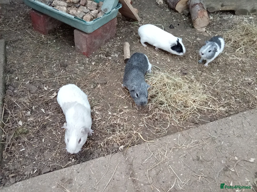 Guinea Pig rodents for sale: Male Guinea Pigs in Colchester - Advert 2
