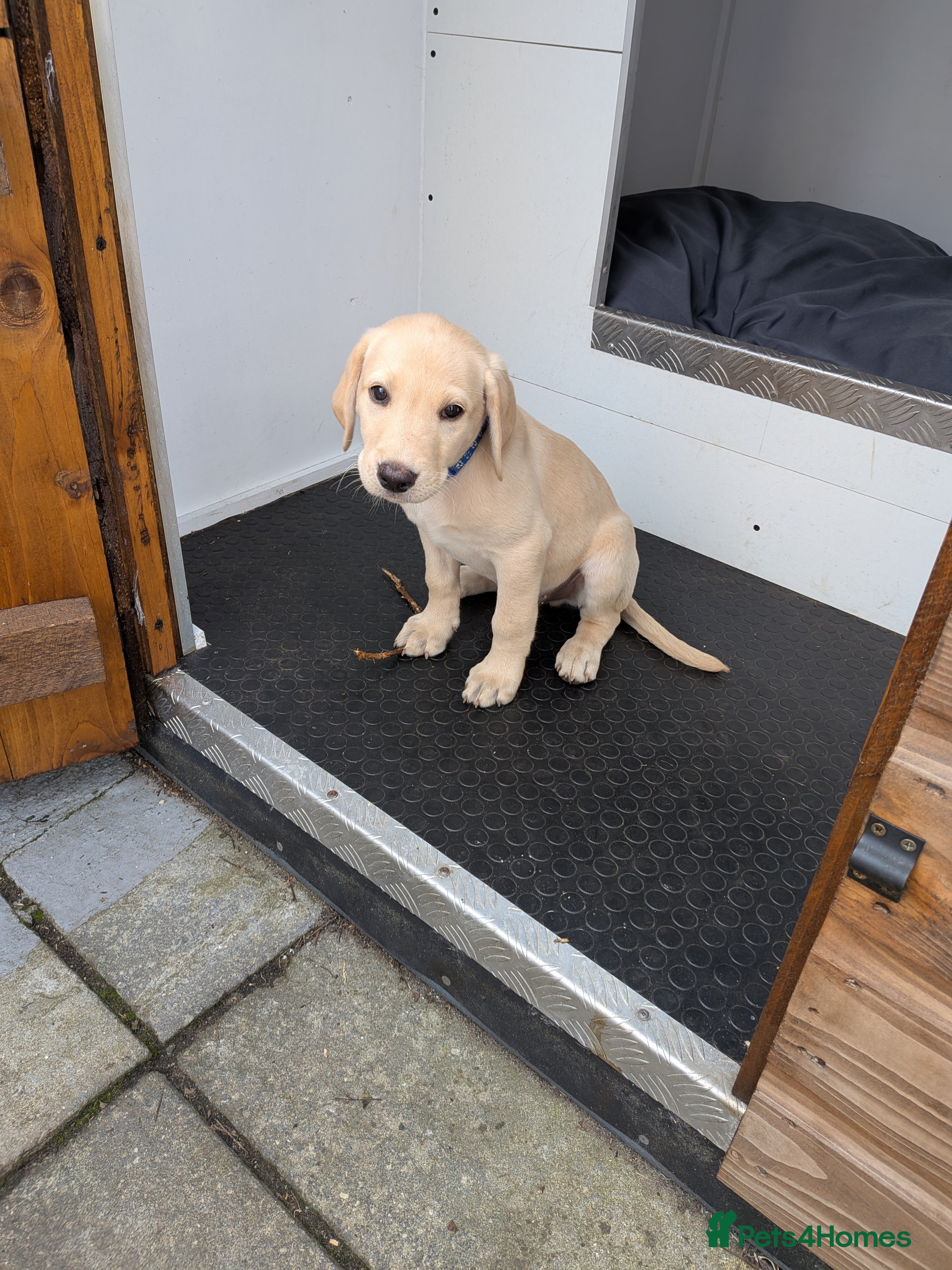 Labrador Retriever dogs Seven Week old Labrador Pups - Advert 2