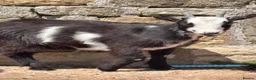 Goats livestock for sale: Pygmy Goats  - Advert 12
