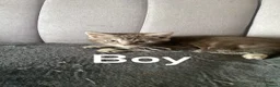 Mixed Breed cats for sale: Maine.coon cross. - Advert 6