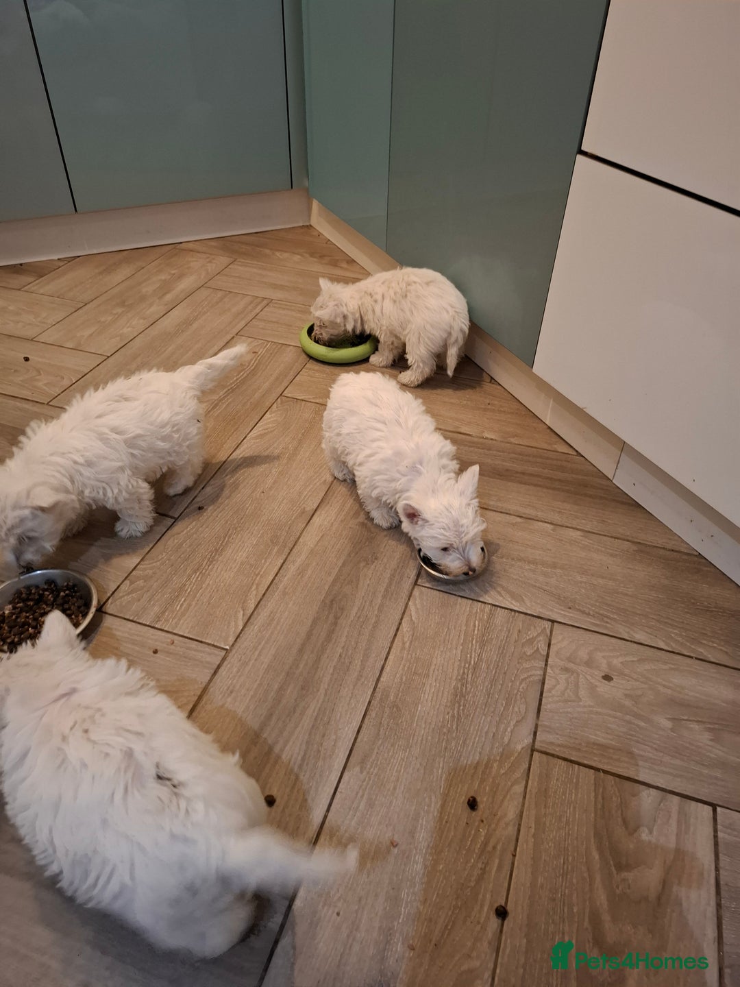 West Highland Terrier dogs for sale: Beautiful Westies - Advert 1