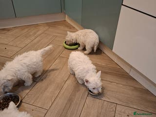 West Highland Terrier dogs Beautiful Westies - Advert 10