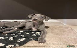 Whippet dogs for sale: 4 left, KC registered blue whippet puppies  - Image 9