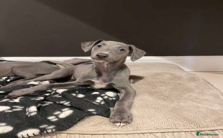 Whippet dogs - Advert 1