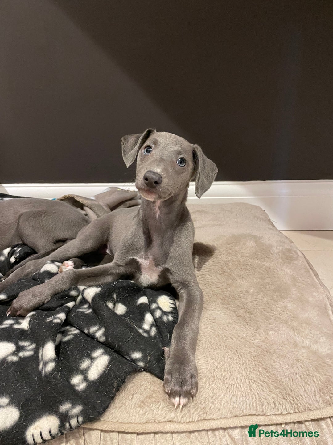 Whippet dogs for sale: 4 left, KC registered blue whippet puppies  - Image 9
