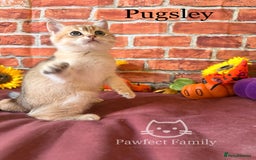 British Shorthair cats for sale: Superb pedigree show quality kittens - Image 20