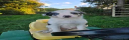 Border Collie dogs for sale: 8 Absolutely stunning Puppies Looking for new home in Montgomery - Advert 5
