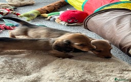 Miniature Dachshund dogs for sale: Longhaired shaded red puppies - Image 12