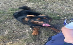 Mixed Breed dogs for sale: Rottweiler x Chow Chow - Image 3