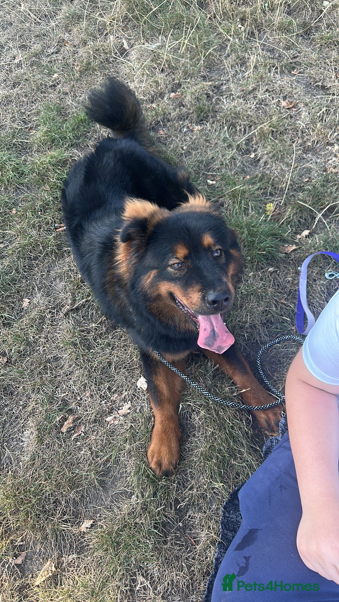 Mixed Breed dogs for sale: Rottweiler x Chow Chow - Image 3