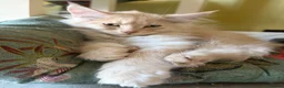 Maine Coon cats for sale: Gorgeous ChampionRussian line XL Mainecoon kittens - Advert 14