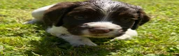 Sprocker dogs for sale: Working Sprocker Puppies - Advert 2