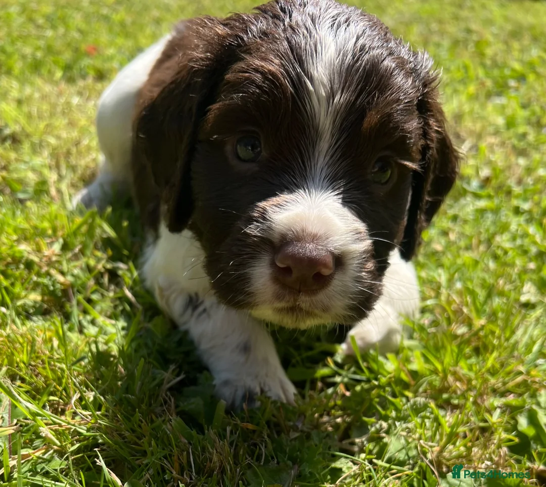 Sprocker dogs for sale: Working Sprocker Puppies - Advert 2