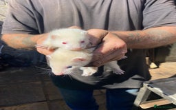 Ferret rodents for sale: Ferrets for sale  - Image 5