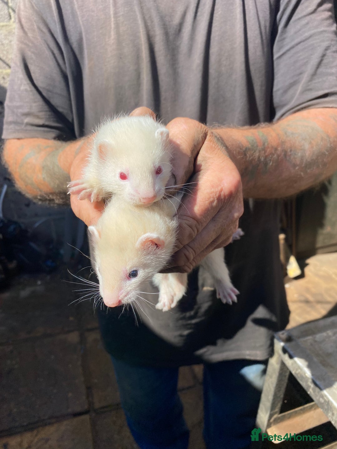 Ferret rodents for sale: Ferrets for sale  - Image 5