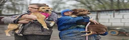 Mixed Breed dogs for adoption: 💙🐶 KAI & ❤️🐶 GERDA– LIKE IN A FAIRY TALE in Burton-on-Trent - Advert 22