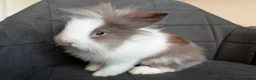 Lionhead rabbits for sale: Beautiful Double-maned Lionhead Rabbits for Sale - Advert 23