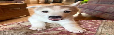 Siberian Husky 3