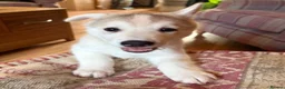 Siberian Husky dogs for sale: Charismatic Companions Ready to Make You Smile in Leeds - Advert 10