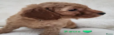 Zeus 💚
