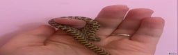 Snake reptiles for sale: Baby hognoses!! - Advert 2