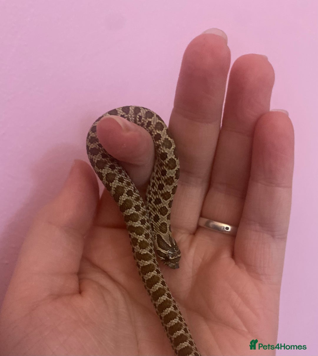 Snake reptiles for sale: Baby hognoses!! - Advert 2
