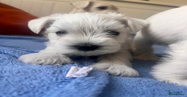 Miniature Schnauzer dogs - Advert 1