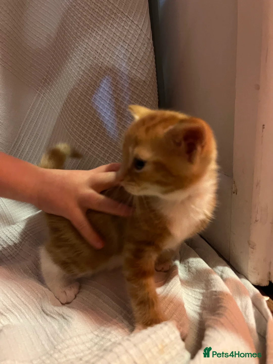 Mixed Breed cats for sale: Beautiful ginger kittens  - Advert 2