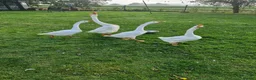Geese poultry for sale: White Chinese geese  - Advert 5