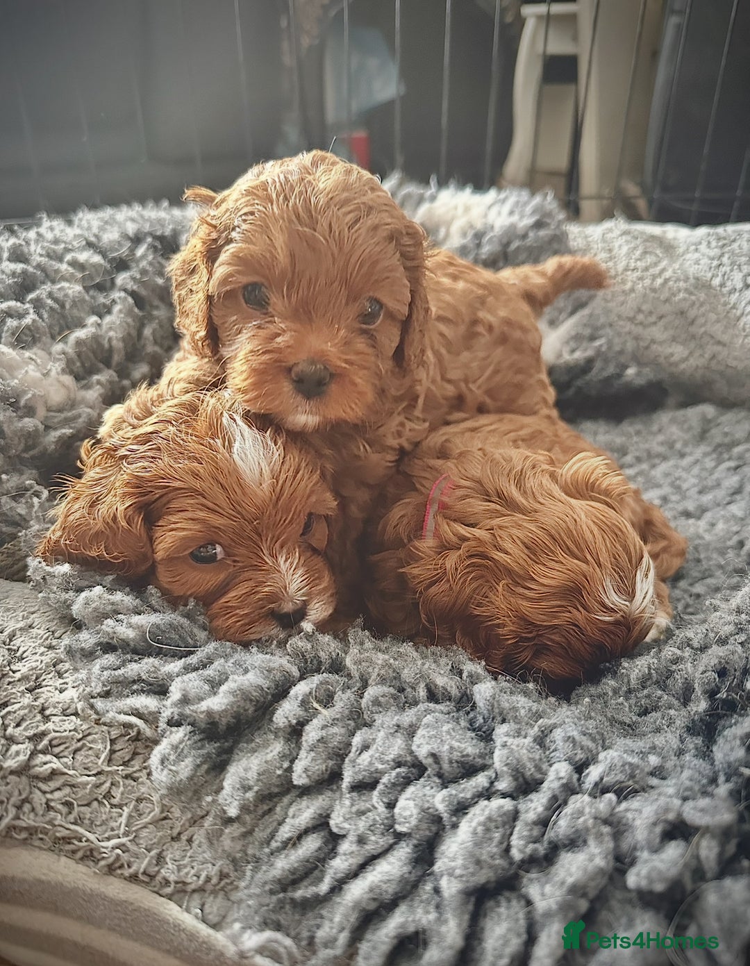 Cavapoo dogs for sale: F1 Fox Red Cavapoos (Health Tested) 🐶 - Image 5