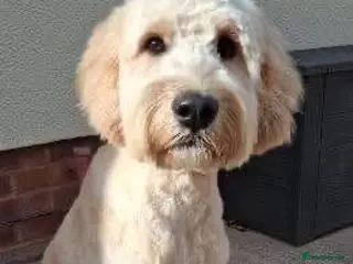Goldendoodle dogs Male golden doodle - Advert 4