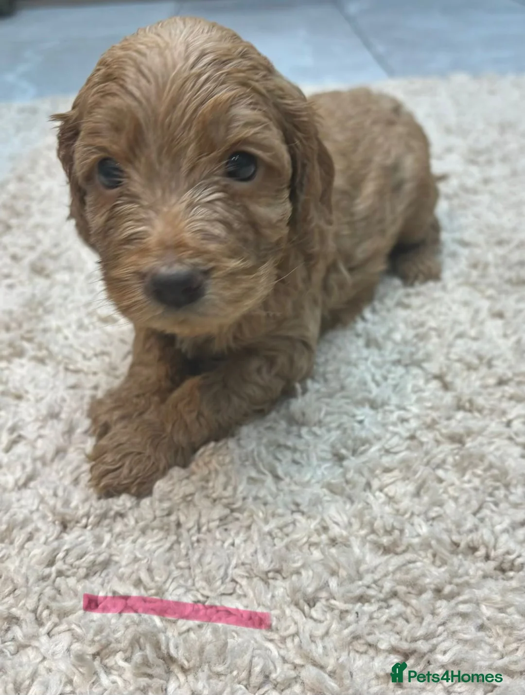 Cockapoo dogs for sale: Beautiful f1 red cockerpoos - Advert 6