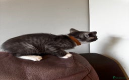 British Shorthair cats for sale: Gorgeous British Shorthair Kittens   - Image 35
